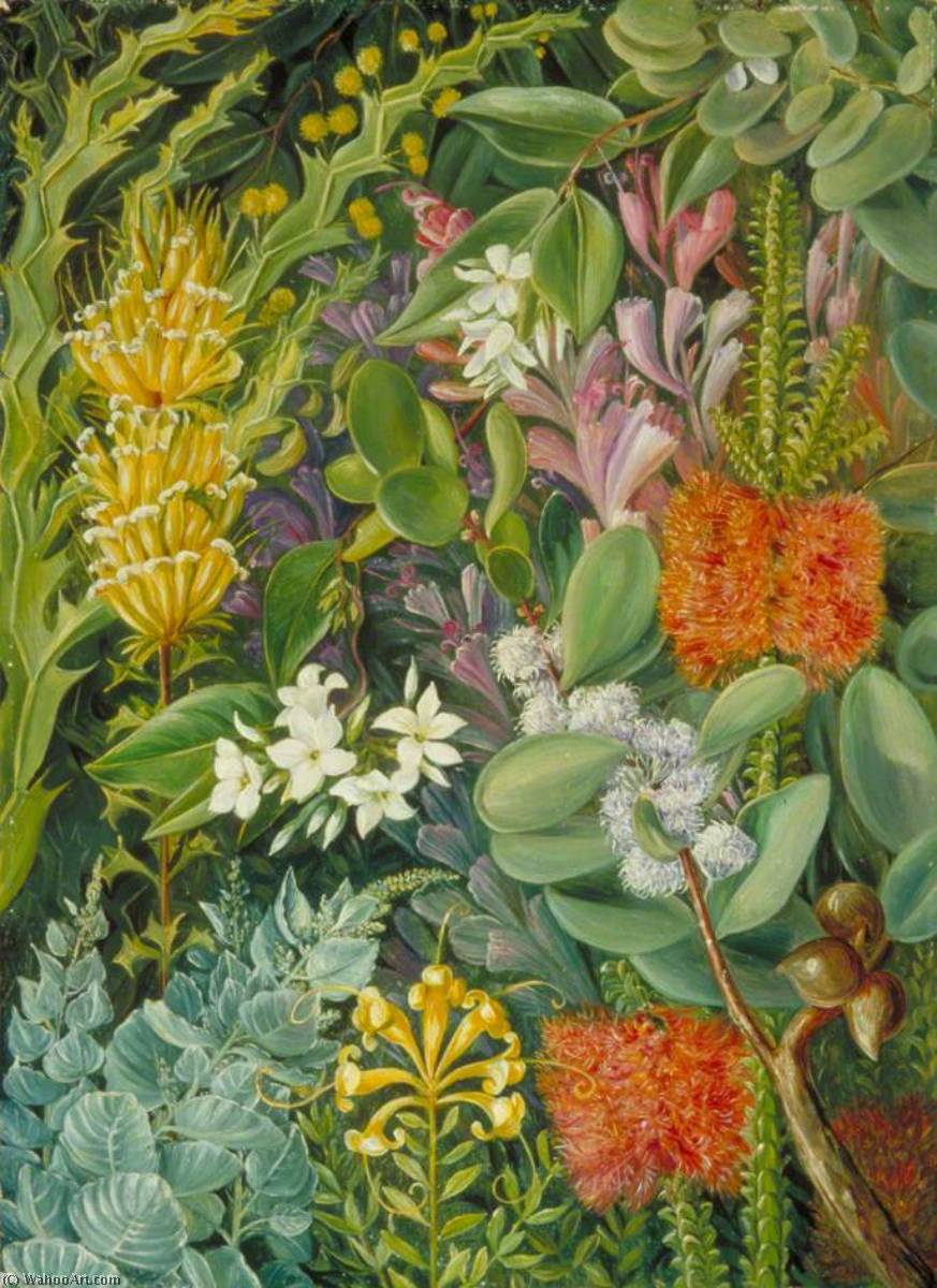 Wikioo.org - Bách khoa toàn thư về mỹ thuật - Vẽ tranh, Tác phẩm nghệ thuật Marianne North - A Selection of West Australian Flowers