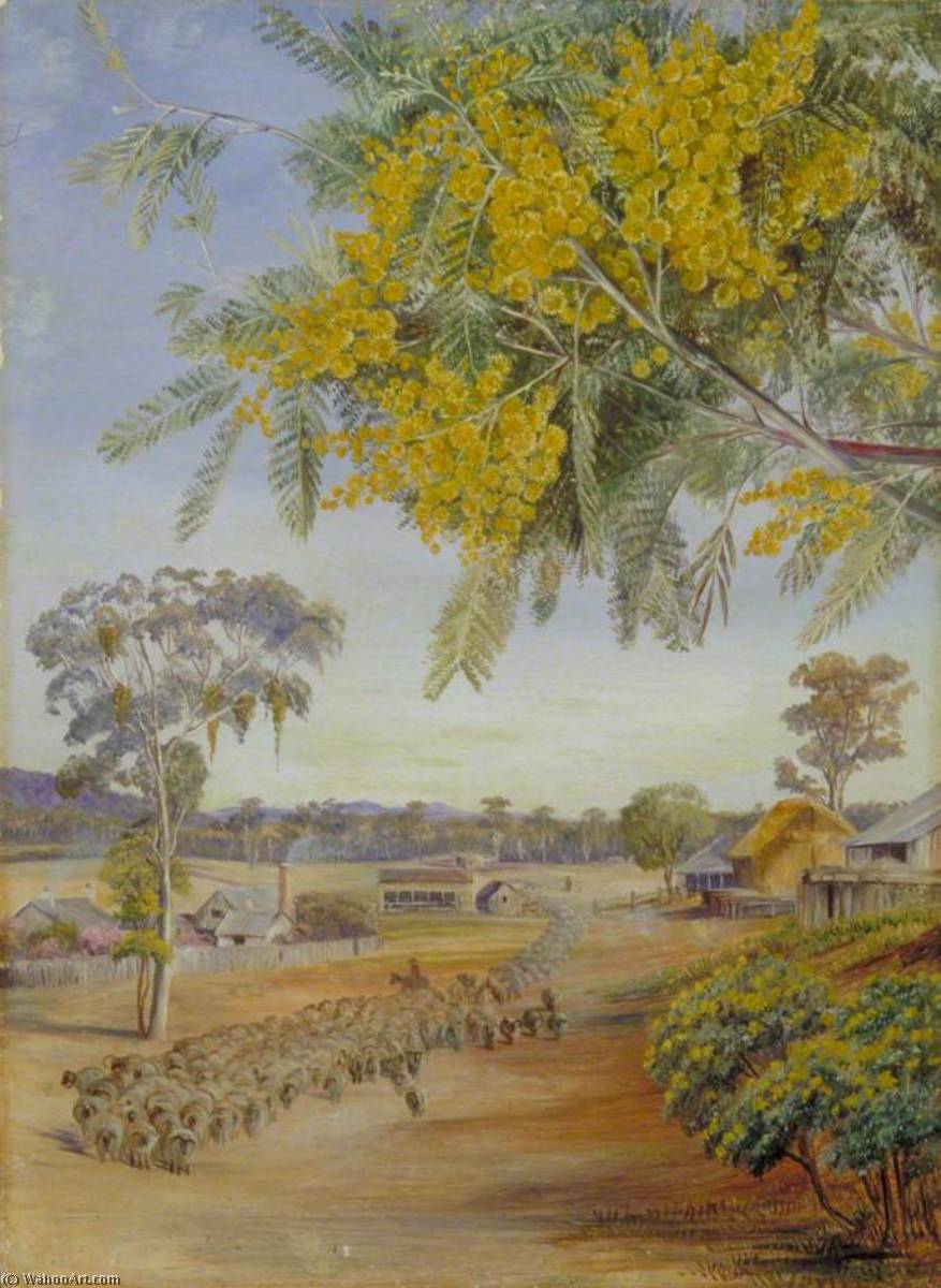 WikiOO.org - אנציקלופדיה לאמנויות יפות - ציור, יצירות אמנות Marianne North - Flowers and Foliage of the Silver Wattle, Queensland