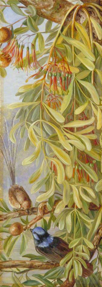 WikiOO.org - 백과 사전 - 회화, 삽화 Marianne North - Australian Sandalwood with Mistletoe and Emu Wren, West Australia