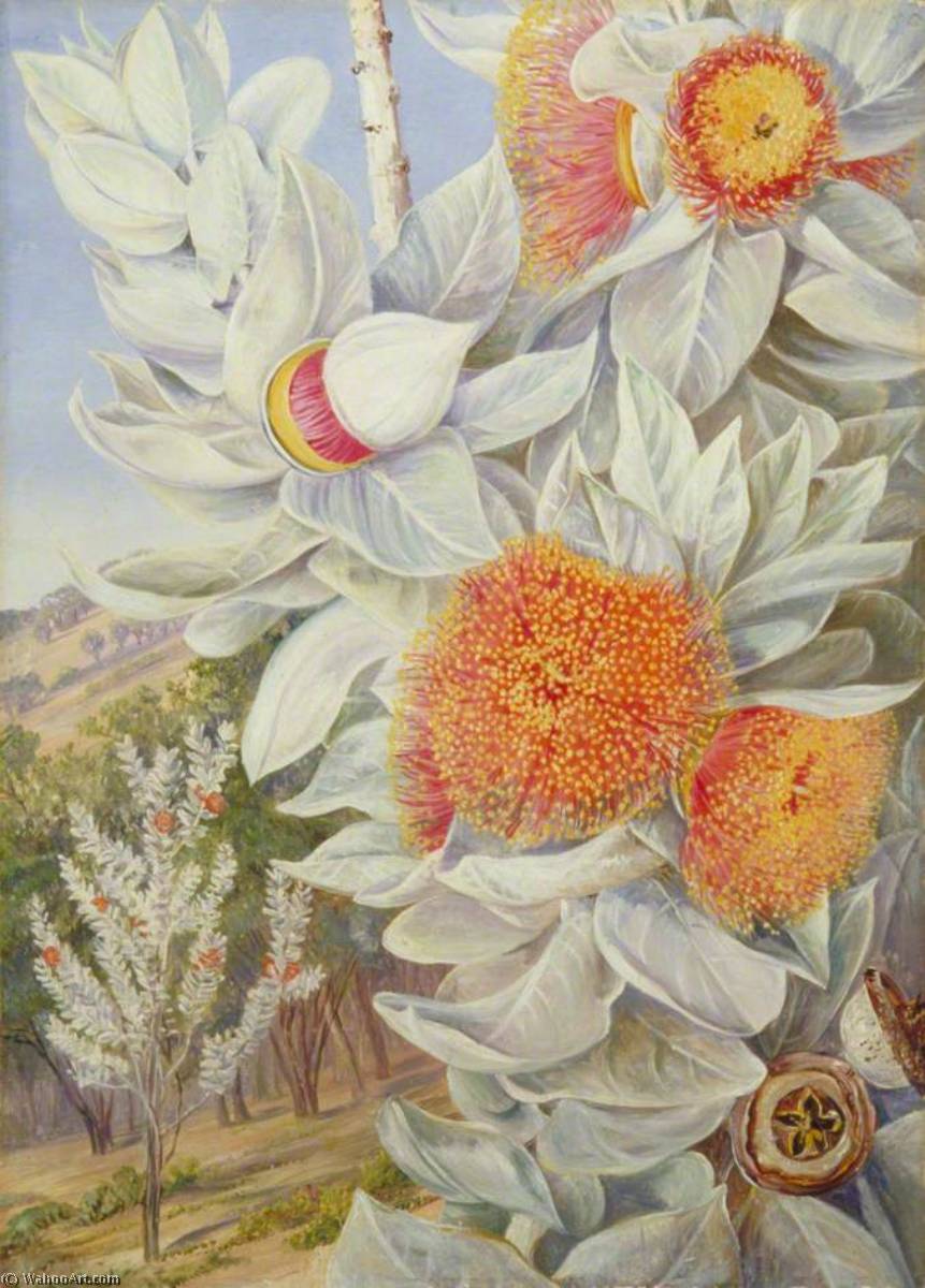 WikiOO.org - Enciklopedija likovnih umjetnosti - Slikarstvo, umjetnička djela Marianne North - Foliage, Flowers and Seed Vessels of a Rare West Australian Shrub