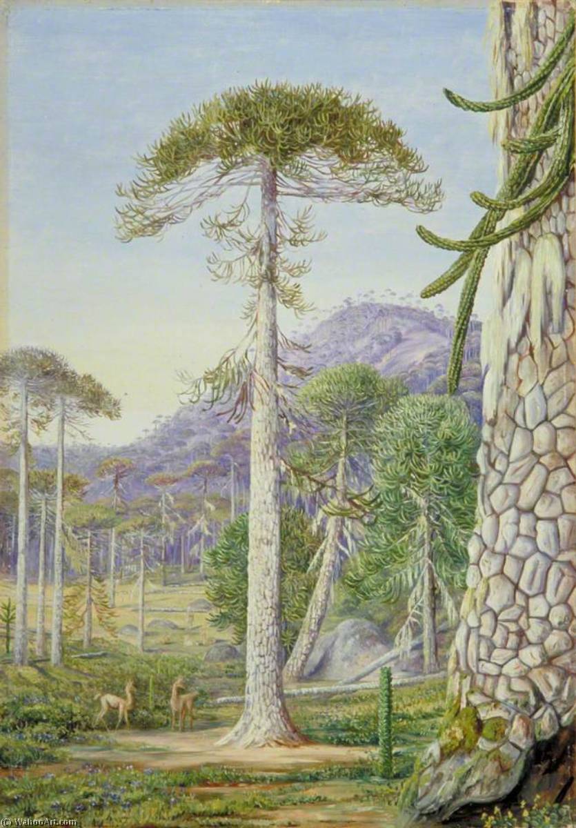 Wikioo.org - The Encyclopedia of Fine Arts - Painting, Artwork by Marianne North - Puzzle Monkey Trees and Guanacos, Chili