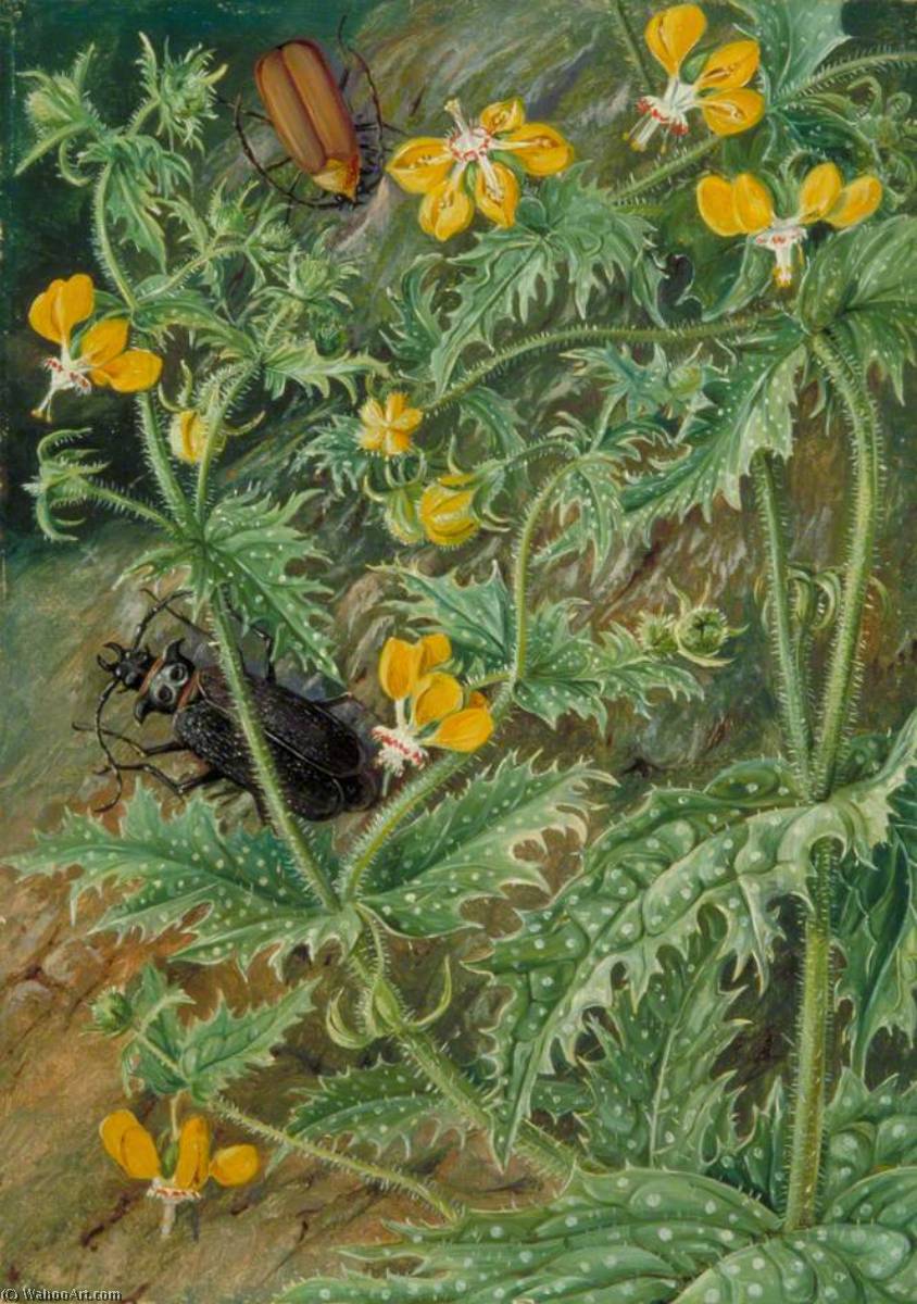 Wikioo.org - The Encyclopedia of Fine Arts - Painting, Artwork by Marianne North - A Chilean Stinging Nettle and Male and Female Beetles