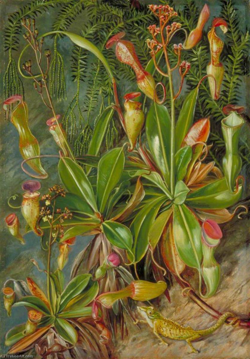 Wikioo.org – La Enciclopedia de las Bellas Artes - Pintura, Obras de arte de Marianne North - las seychelles jarra planta in flor asícomo Chamaeleon