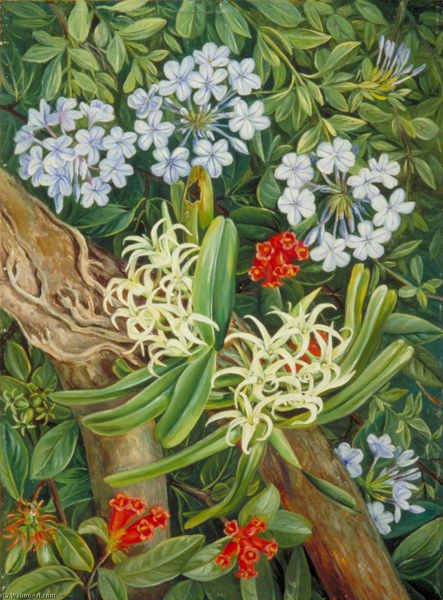 Wikioo.org - The Encyclopedia of Fine Arts - Painting, Artwork by Marianne North - The Blue Plumbago in Contrast, Van Staaden's Kloof