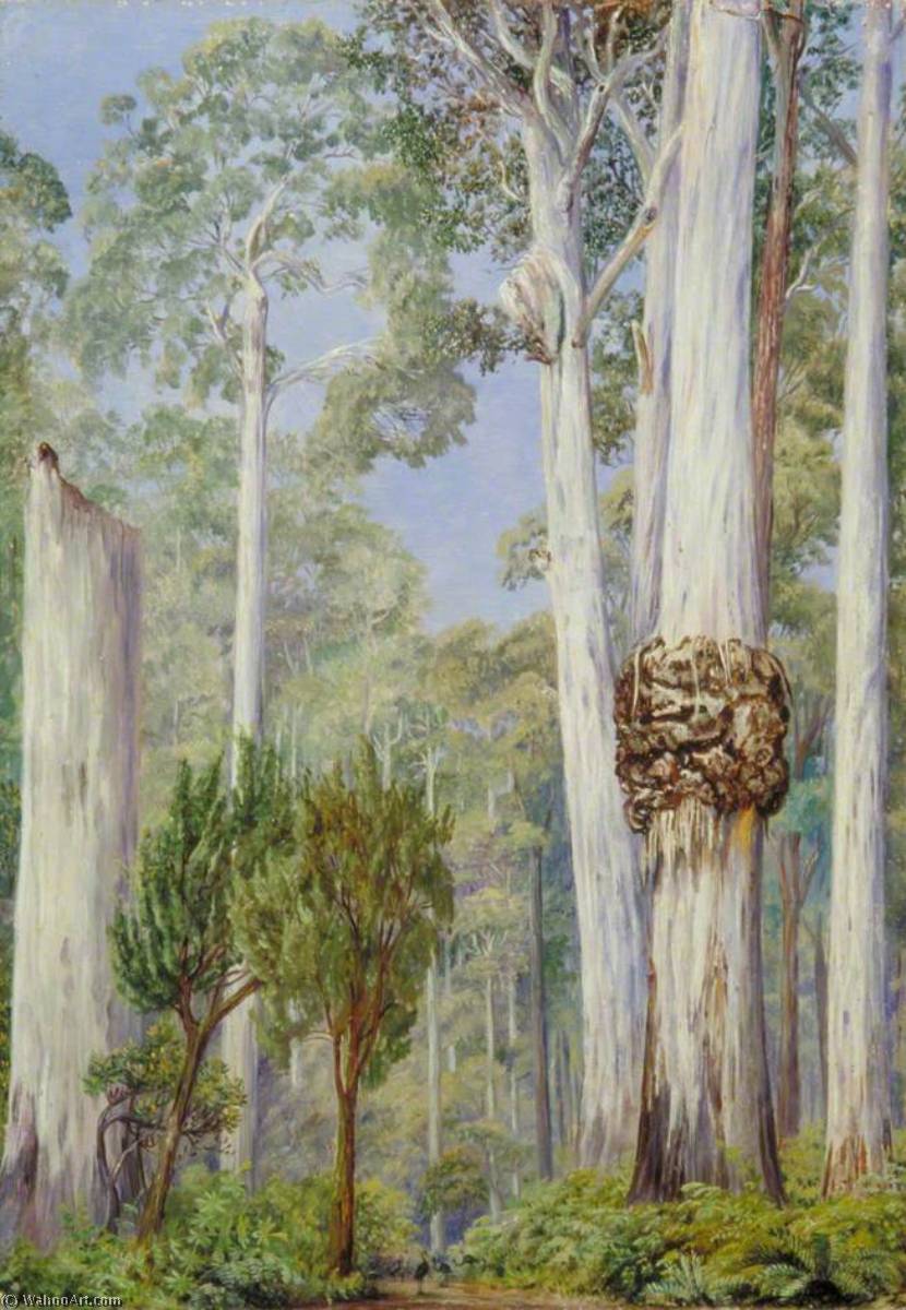Wikioo.org - The Encyclopedia of Fine Arts - Painting, Artwork by Marianne North - Karri Gums near the Warren River, West Australia