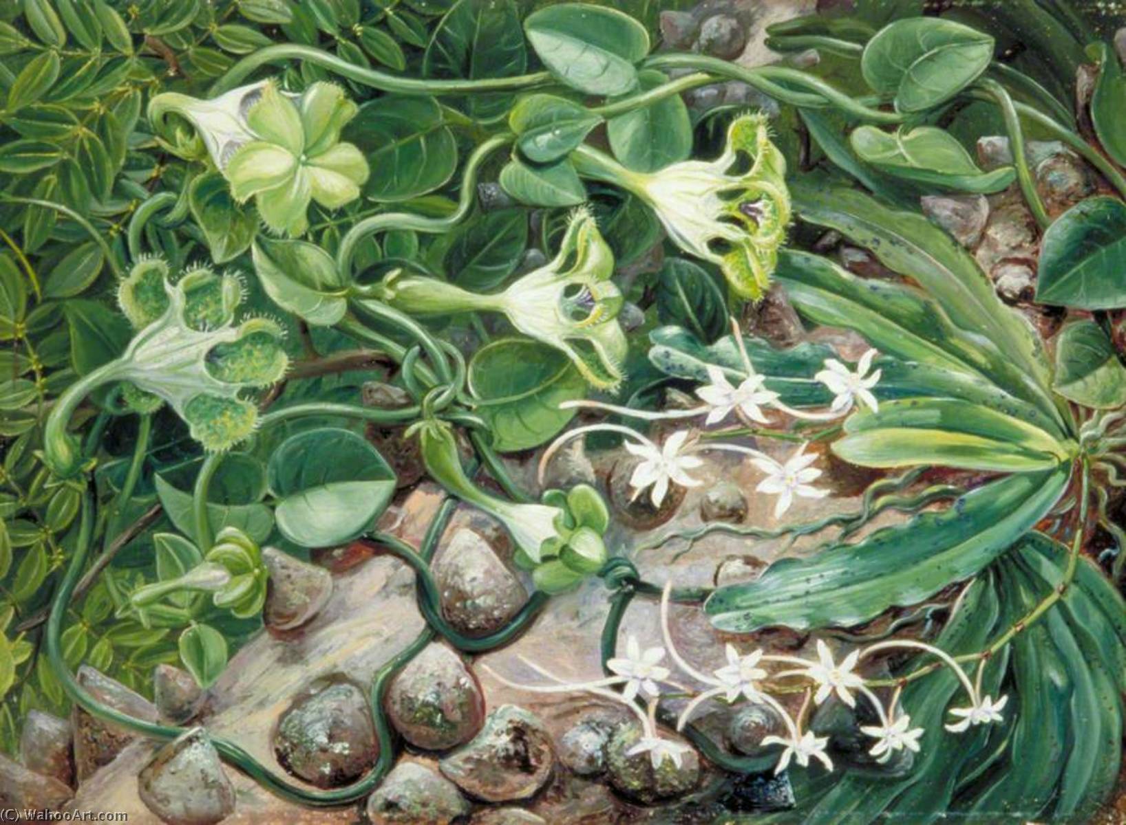 WikiOO.org - Encyclopedia of Fine Arts - Festés, Grafika Marianne North - The Knobwood and Flowers of Natal