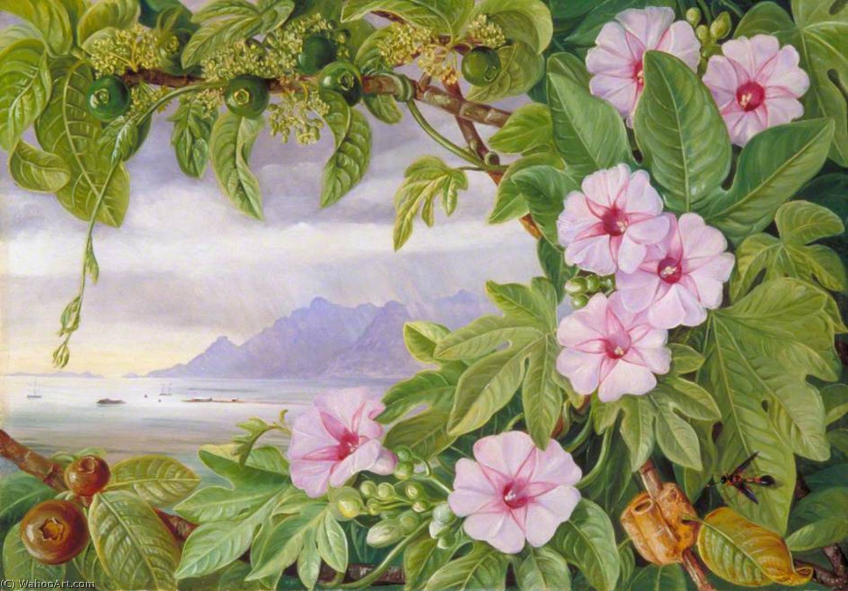 Wikioo.org - The Encyclopedia of Fine Arts - Painting, Artwork by Marianne North - Ipomoea and Vavangue with Mahé Harbour in the Distance