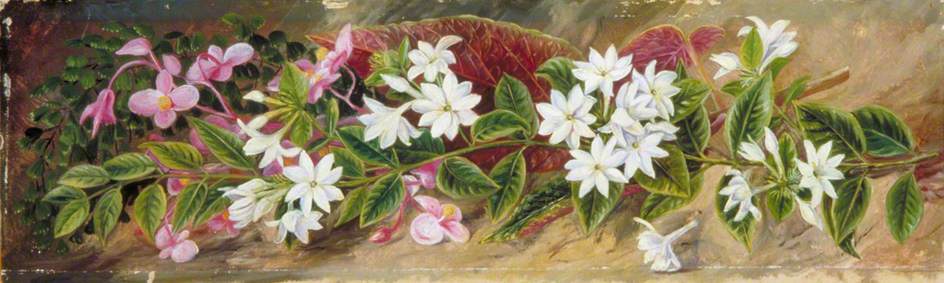 Wikioo.org - The Encyclopedia of Fine Arts - Painting, Artwork by Marianne North - Flowers of a Jasmine and Pink Begonia, Borneo