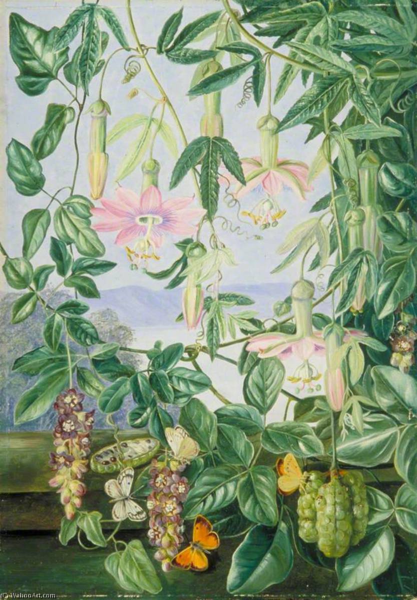 Wikioo.org - The Encyclopedia of Fine Arts - Painting, Artwork by Marianne North - Two Climbing Plants of Chili and Butterflies