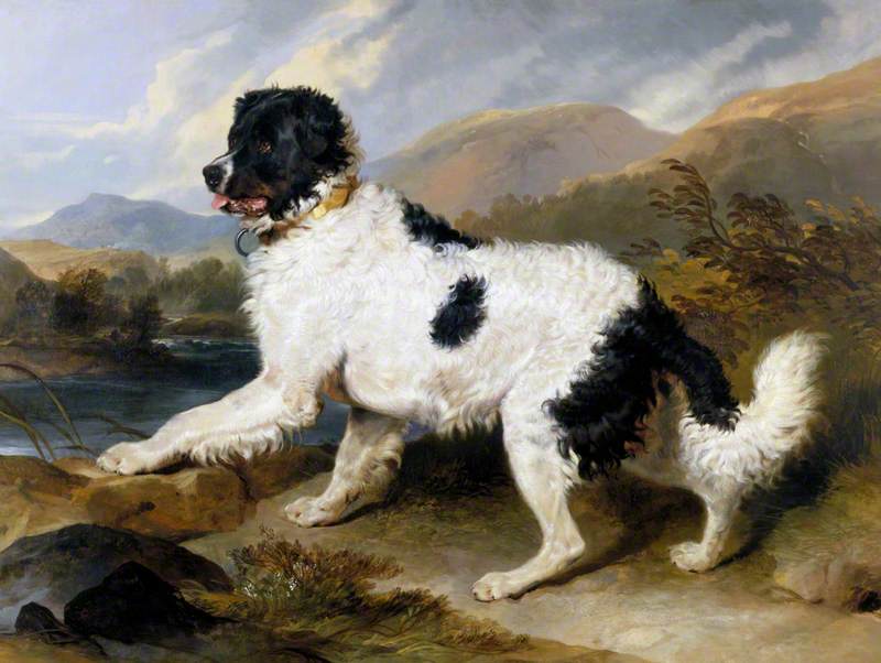 Wikioo.org - The Encyclopedia of Fine Arts - Painting, Artwork by Edwin Henry Landseer - 'Lion', a Newfoundland Dog
