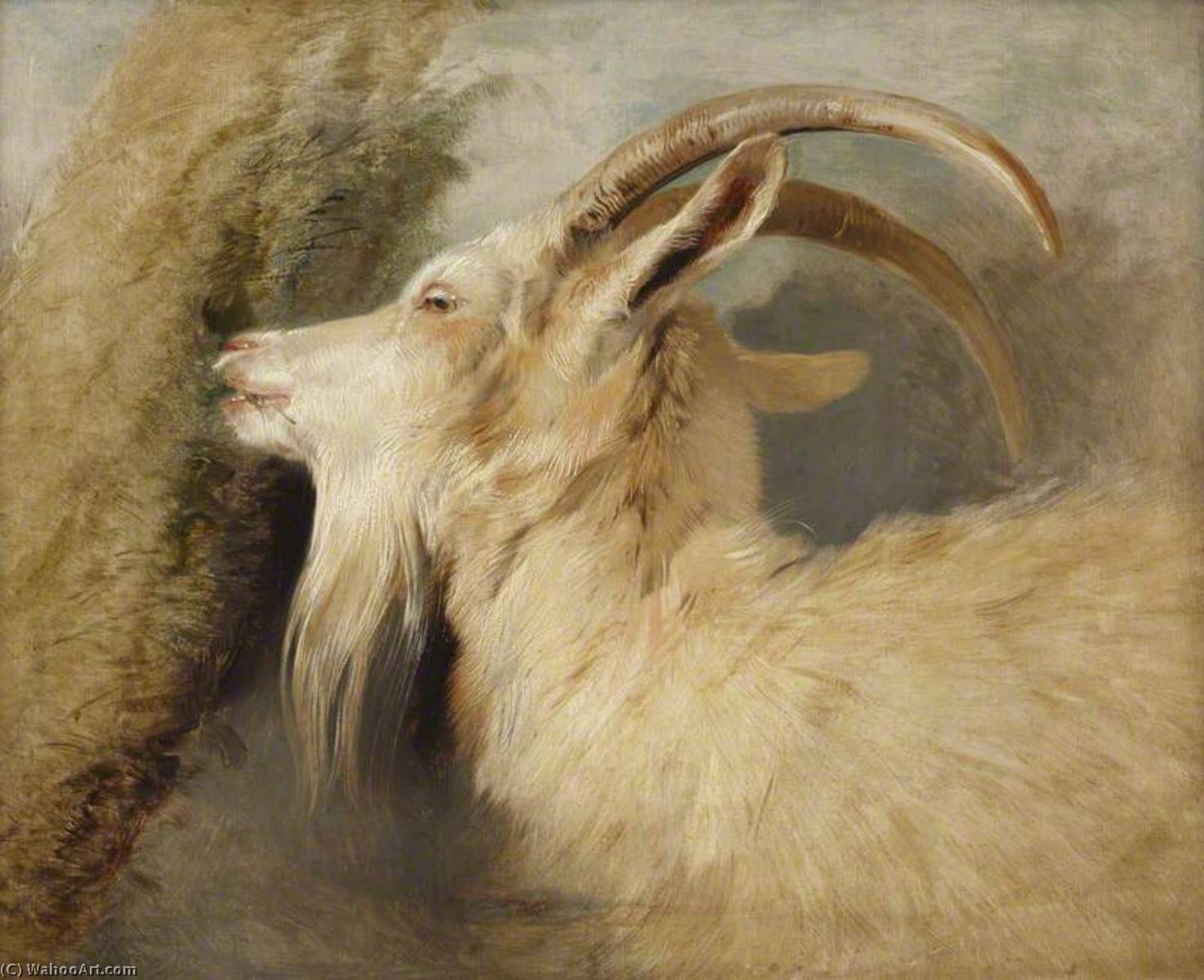 Wikioo.org - The Encyclopedia of Fine Arts - Painting, Artwork by Edwin Henry Landseer - Head of a Goat