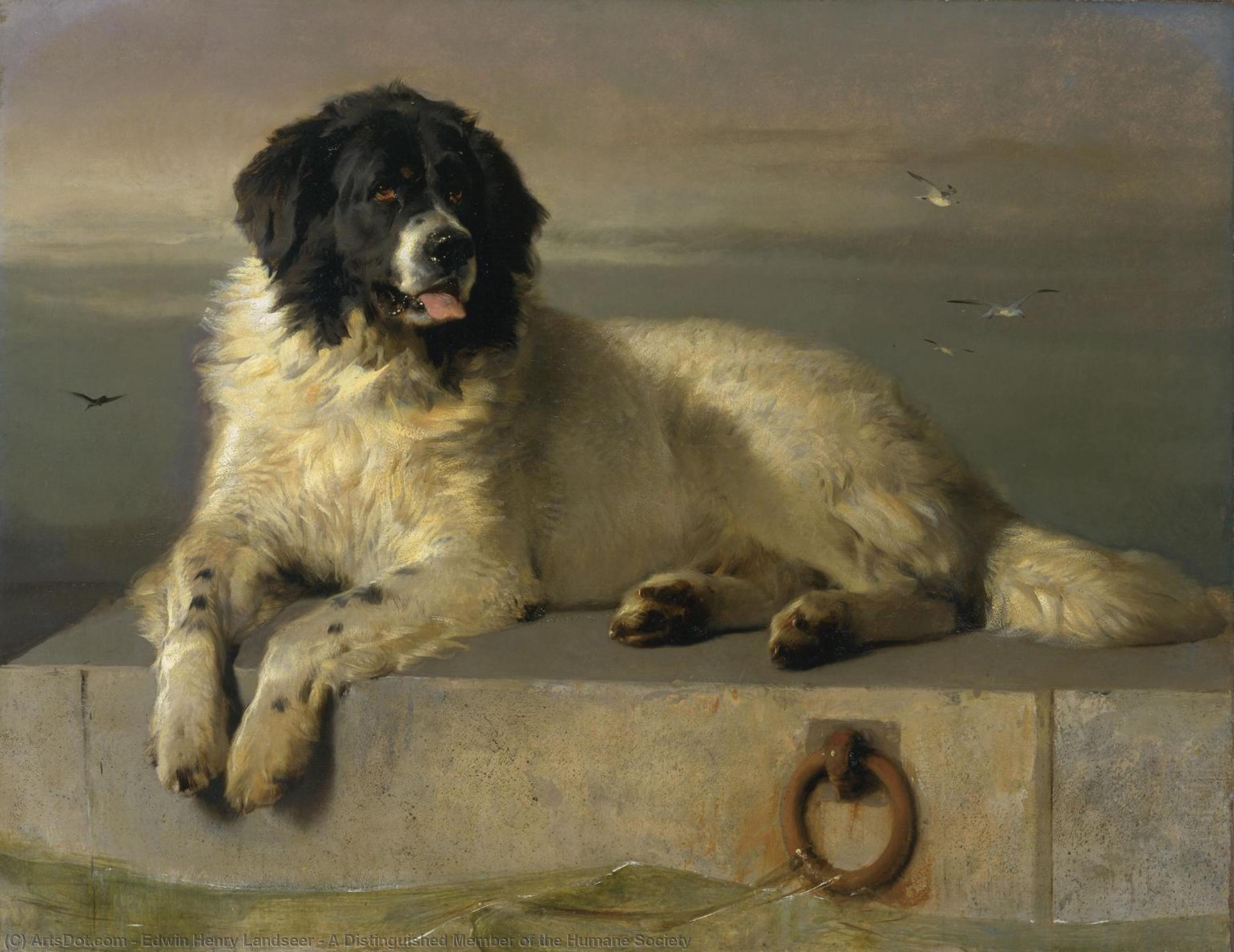 Wikioo.org - The Encyclopedia of Fine Arts - Painting, Artwork by Edwin Henry Landseer - A Distinguished Member of the Humane Society
