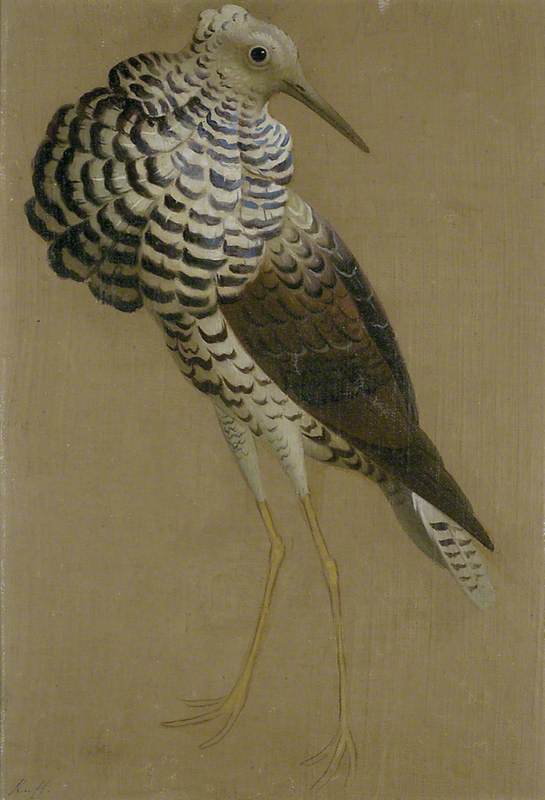 Wikioo.org - The Encyclopedia of Fine Arts - Painting, Artwork by Edwin Henry Landseer - Study of a Ruff