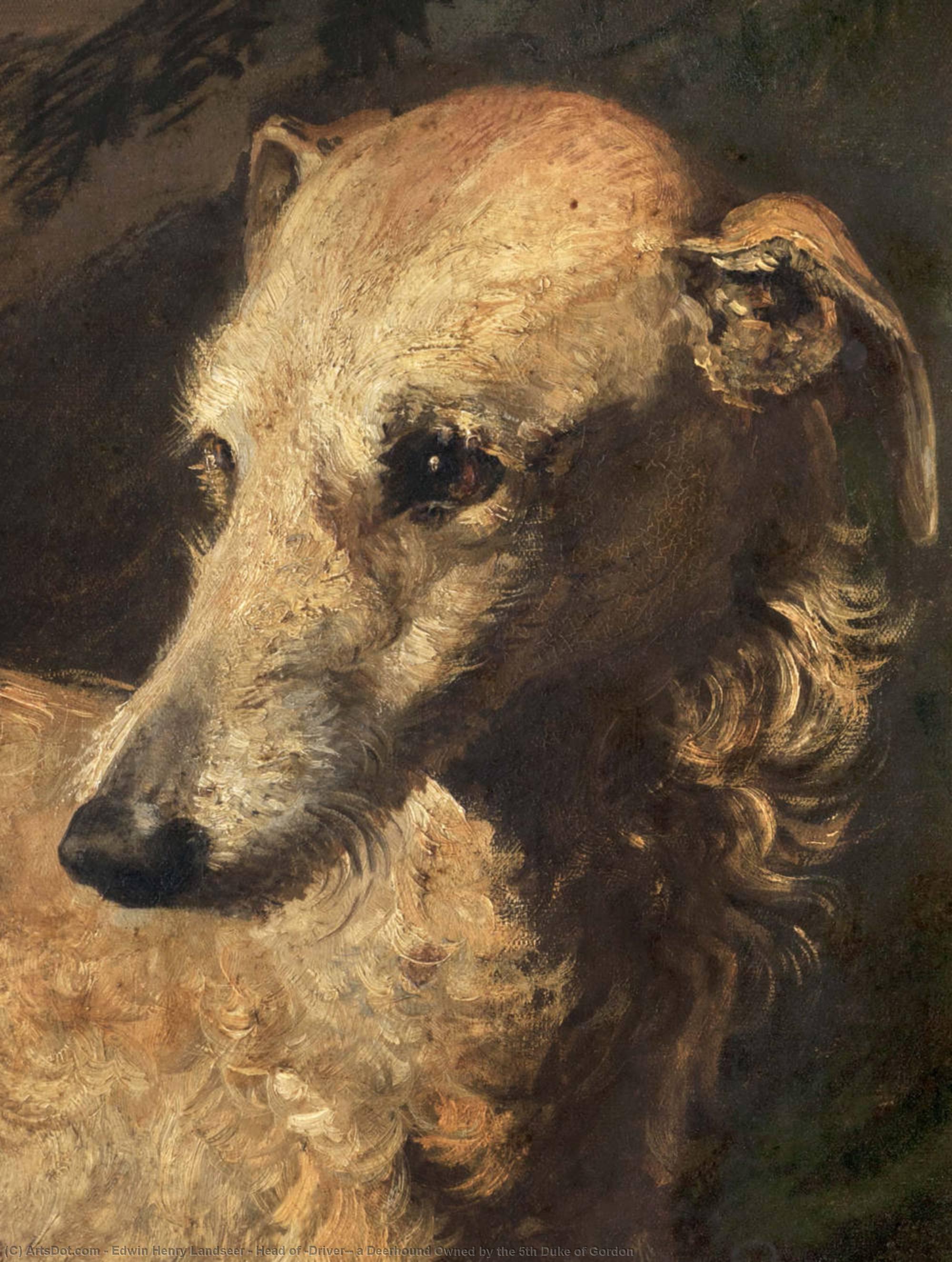 Wikioo.org - The Encyclopedia of Fine Arts - Painting, Artwork by Edwin Henry Landseer - Head of 'Driver', a Deerhound Owned by the 5th Duke of Gordon