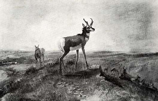 Wikioo.org - The Encyclopedia of Fine Arts - Painting, Artwork by Charles Marion Russell - Prong Horn Antelope, (painting)