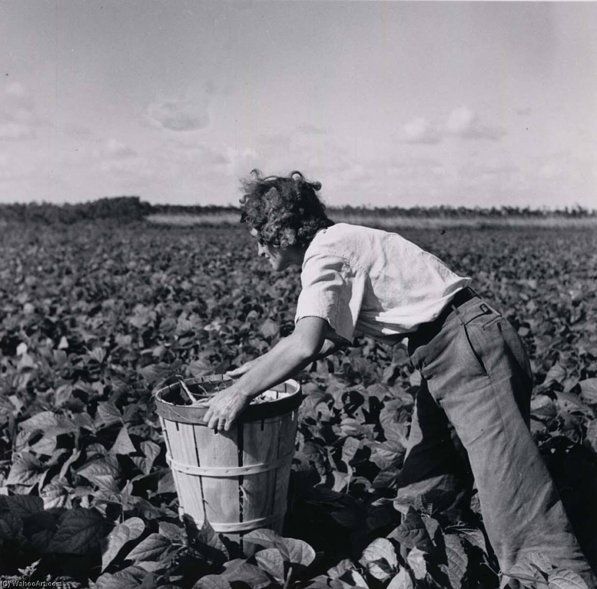 WikiOO.org - Encyclopedia of Fine Arts - Lukisan, Artwork Marion Post Wolcott - A woman from New Jersey picking beans. Hampers are heavy and must be moved along as one picks. Homestead, Florida