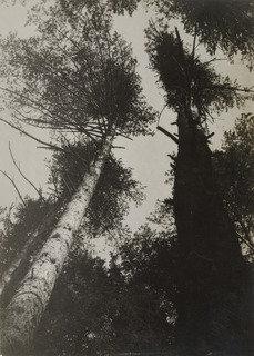 WikiOO.org - Encyclopedia of Fine Arts - Schilderen, Artwork Alexander Rodchenko - Pine Trees, Pushkino