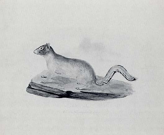 Wikioo.org - สารานุกรมวิจิตรศิลป์ - จิตรกรรม Titian Ramsay Peale - Line Tail Squirrel, (painting)