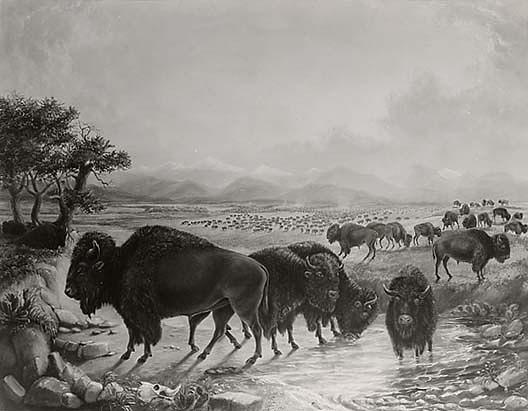 Wikioo.org - The Encyclopedia of Fine Arts - Painting, Artwork by Titian Ramsay Peale - Bison Herd with Pike's Peak in Background, circa 1819 1820, (painting)