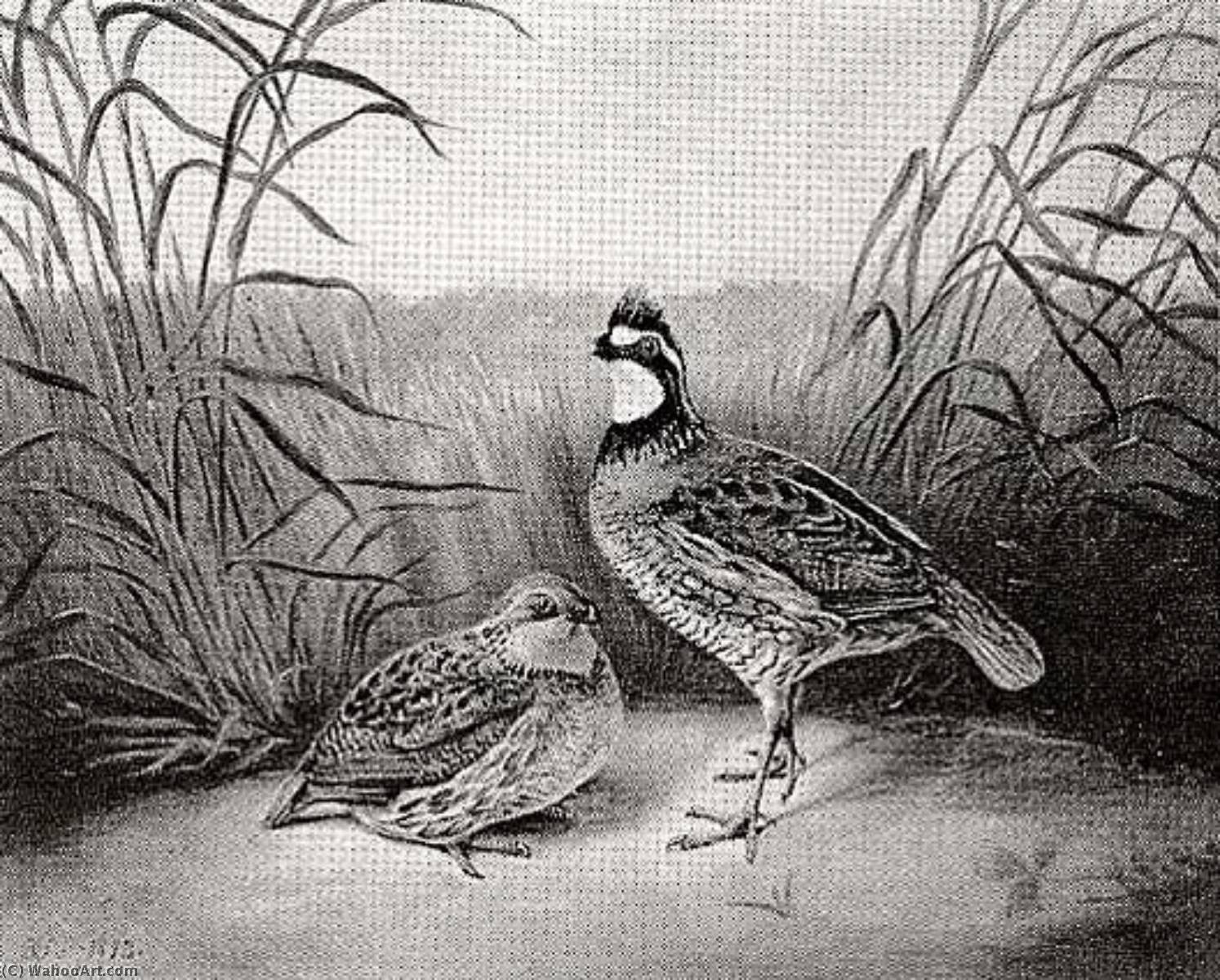 Wikioo.org - The Encyclopedia of Fine Arts - Painting, Artwork by Titian Ramsay Peale - Quail in a Wheatfield, (painting)
