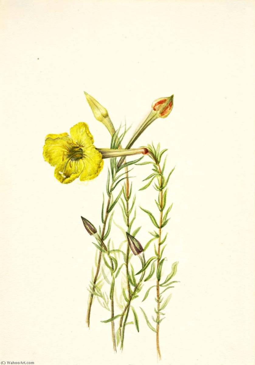 WikiOO.org - Enciclopédia das Belas Artes - Pintura, Arte por Mary Morris Vaux Walcott - Evening Primrose (Oenothera lavandalaefolia)
