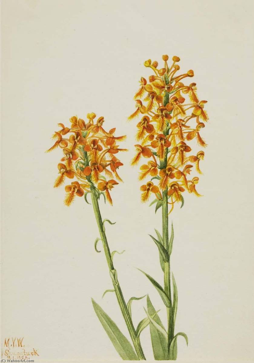 Wikioo.org - The Encyclopedia of Fine Arts - Painting, Artwork by Mary Vaux Walcott - Yellow Fringe Orchid (Habenaria ciliaris)