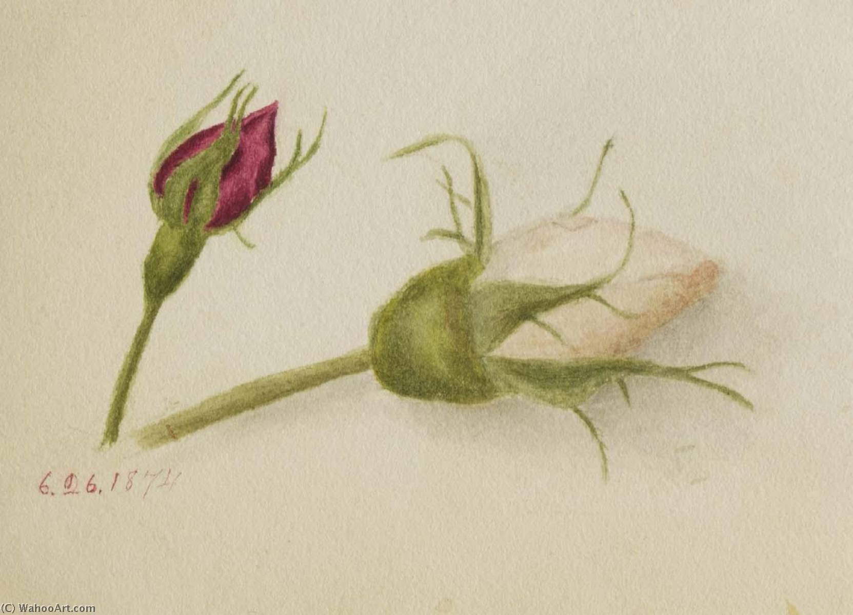 WikiOO.org - אנציקלופדיה לאמנויות יפות - ציור, יצירות אמנות Mary Morris Vaux Walcott - Untitled (Rosebuds)