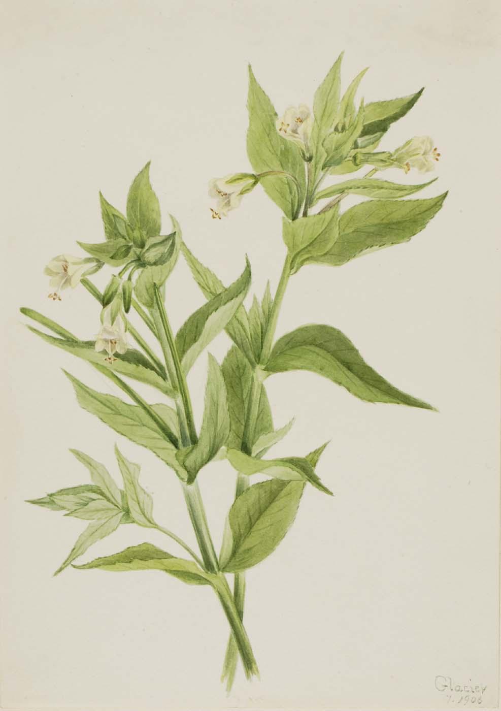 Wikioo.org - The Encyclopedia of Fine Arts - Painting, Artwork by Mary Vaux Walcott - Yellow Willow Weed (Epilobium lutem)