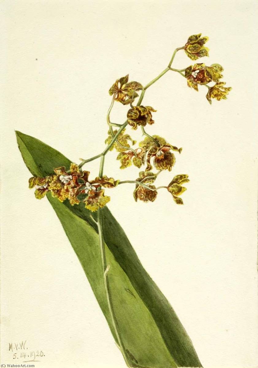 Wikioo.org - The Encyclopedia of Fine Arts - Painting, Artwork by Mary Vaux Walcott - Spotted Cyrtopodium (Cyrtopodium punctatum)