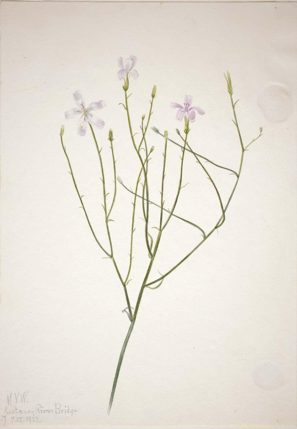 WikiOO.org - Encyclopedia of Fine Arts - Malba, Artwork Mary Morris Vaux Walcott - Skeleton Flower (Lygodesmia juncea)