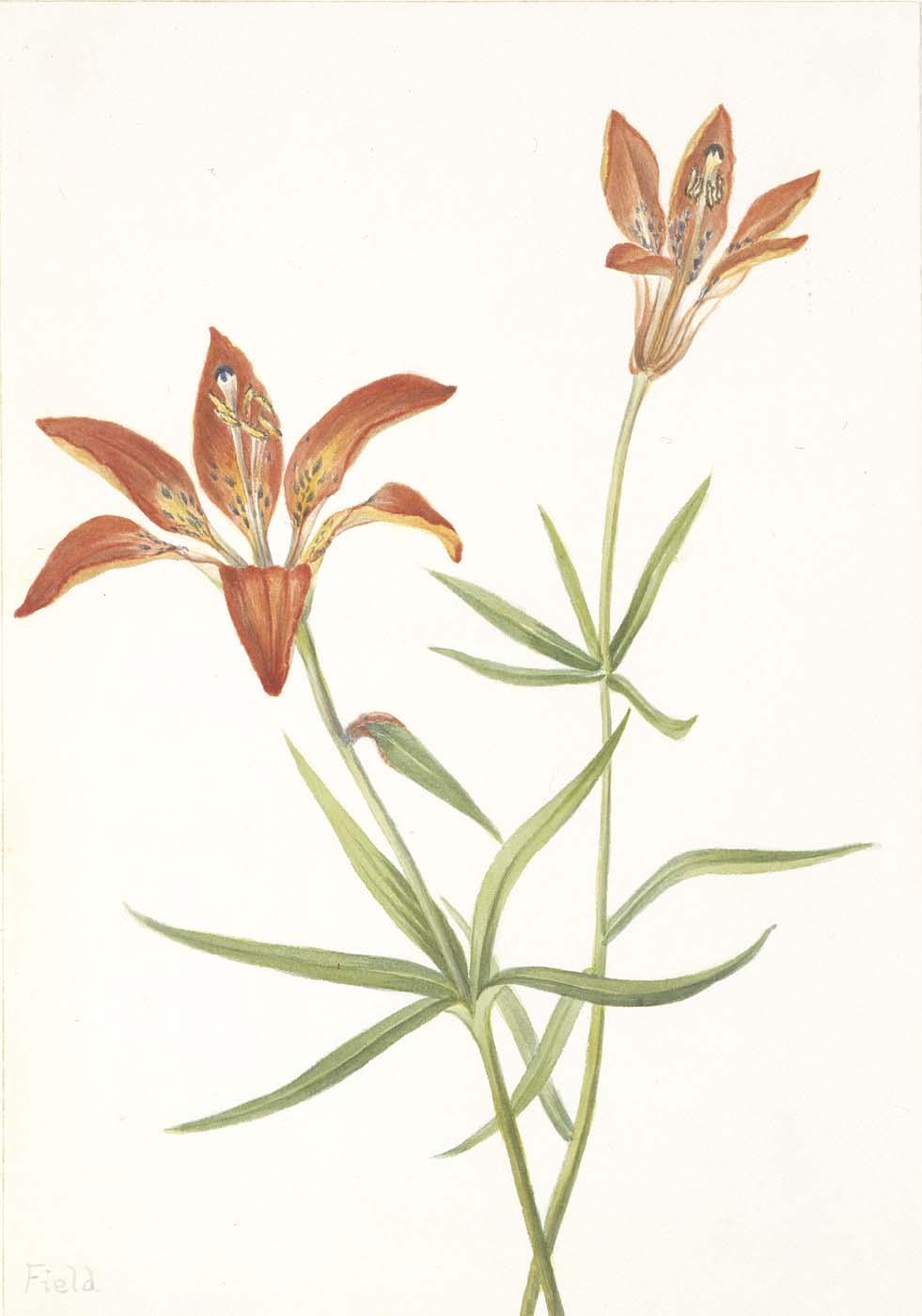 WikiOO.org - Enciclopédia das Belas Artes - Pintura, Arte por Mary Morris Vaux Walcott - Lily (Lilium montanum)