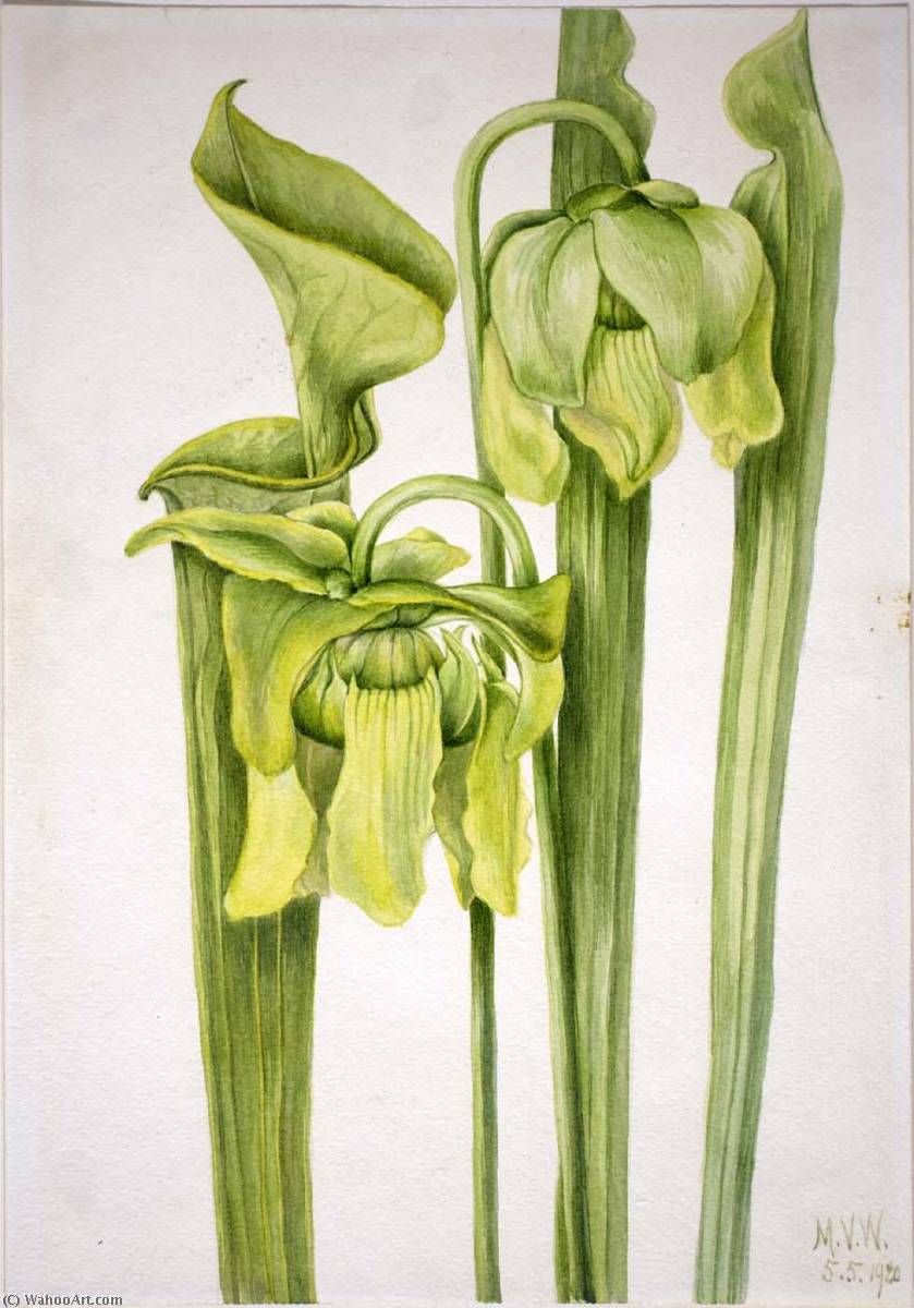 Wikioo.org - The Encyclopedia of Fine Arts - Painting, Artwork by Mary Vaux Walcott - Trumpetleaf (Sarracenia flava)