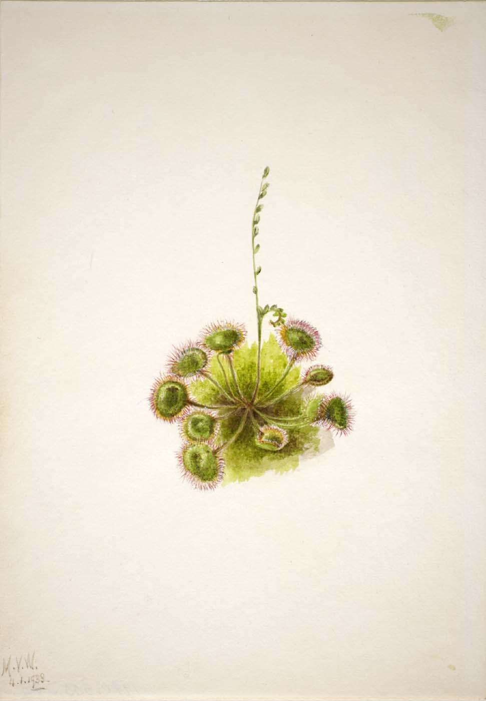 Wikioo.org - The Encyclopedia of Fine Arts - Painting, Artwork by Mary Vaux Walcott - Roundleaf Sundew (Drosera rotundifolia)
