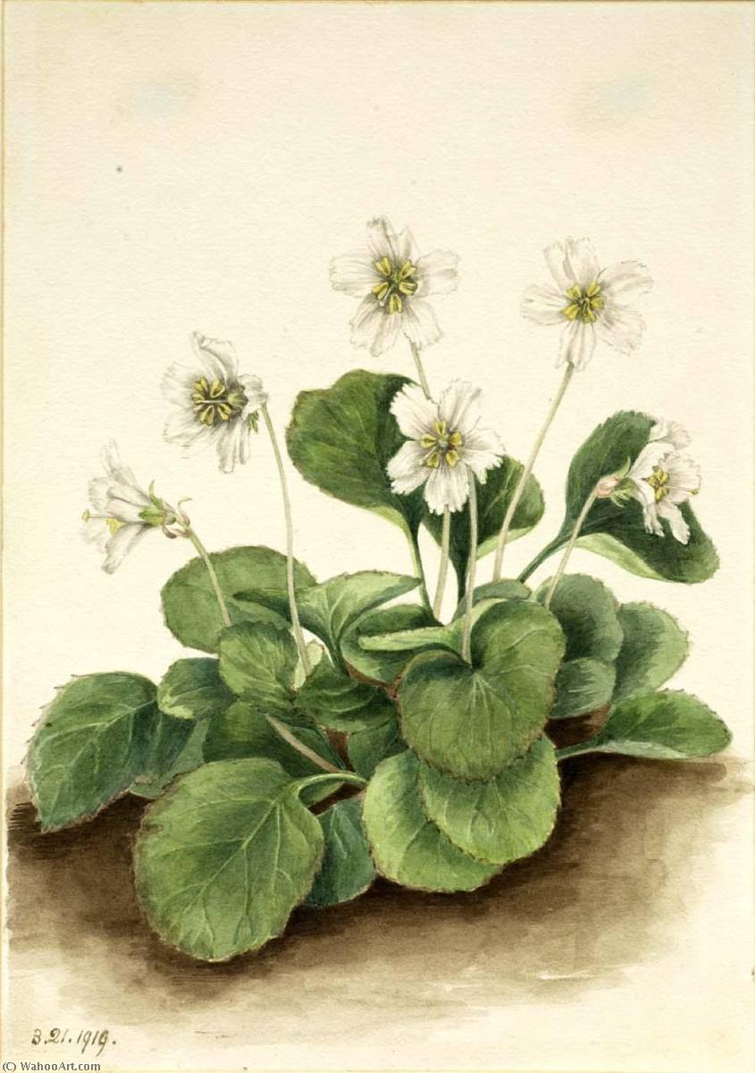 WikiOO.org - 百科事典 - 絵画、アートワーク Mary Vaux Walcott - オコニー ベルズ ( Shortia galacifolia )