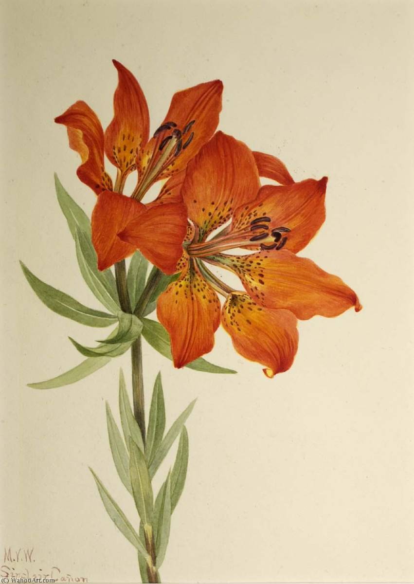 Wikioo.org - The Encyclopedia of Fine Arts - Painting, Artwork by Mary Vaux Walcott - Red Lily (Lilium montanum)