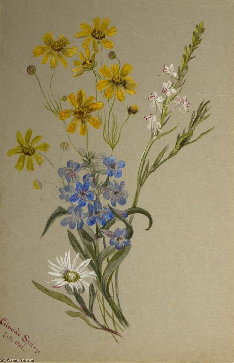 Wikioo.org - The Encyclopedia of Fine Arts - Painting, Artwork by Mary Vaux Walcott - (Untitled, Group of Flowers)