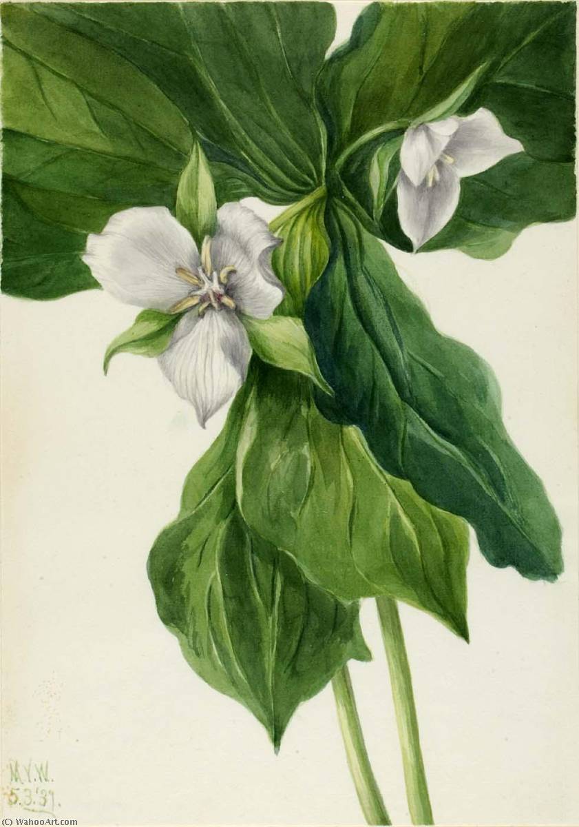 Wikioo.org - The Encyclopedia of Fine Arts - Painting, Artwork by Mary Vaux Walcott - Wake Robin (Trillium simile)