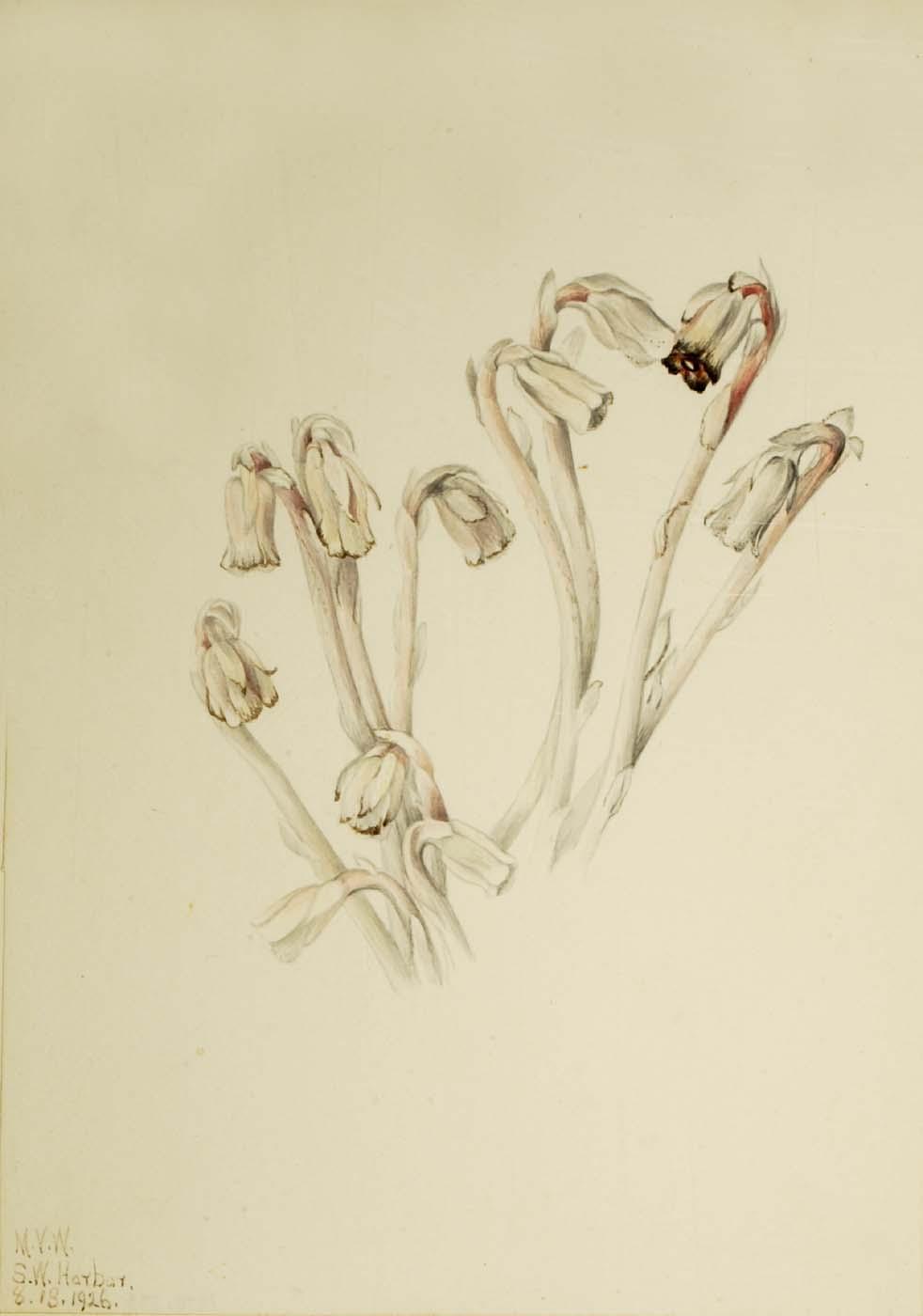 Wikioo.org - The Encyclopedia of Fine Arts - Painting, Artwork by Mary Vaux Walcott - Indian Pipe (Monotropa uniflora)