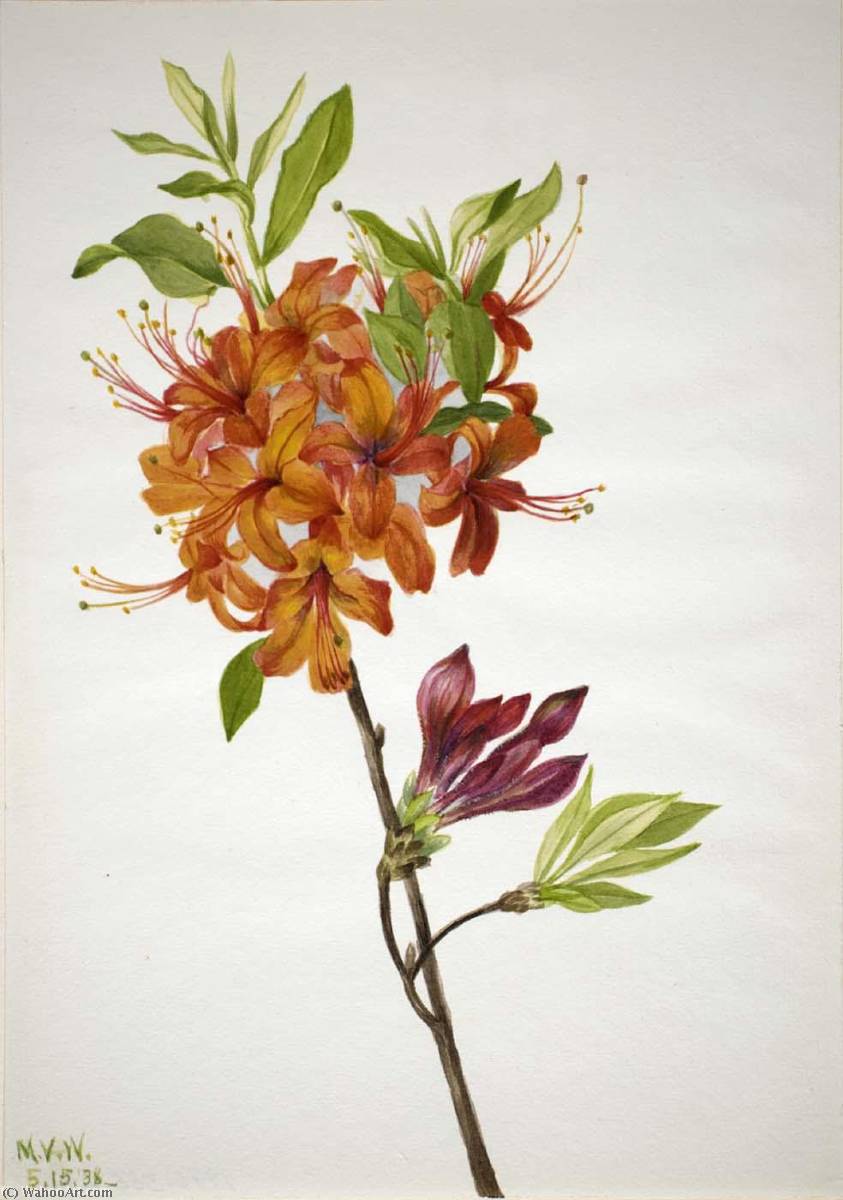 Wikioo.org - The Encyclopedia of Fine Arts - Painting, Artwork by Mary Vaux Walcott - Flame Azalea (Rhododendron speciosum)