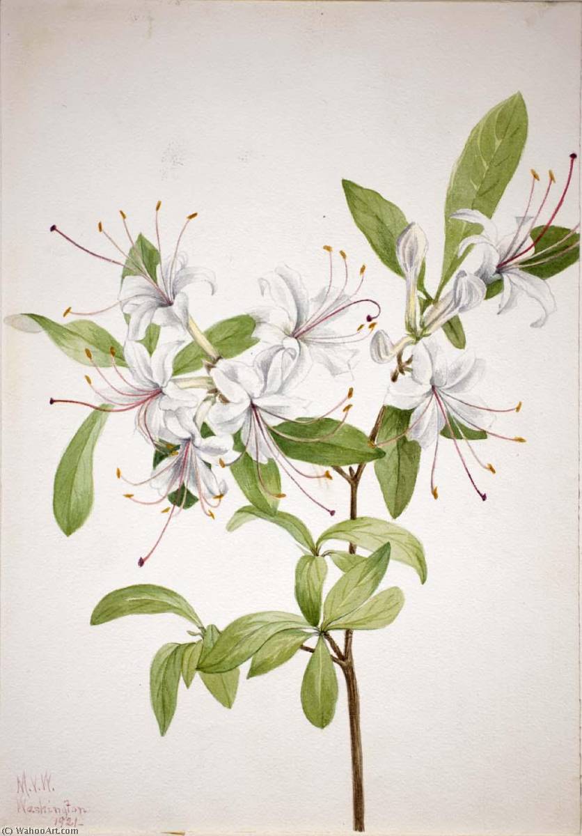 Wikioo.org - The Encyclopedia of Fine Arts - Painting, Artwork by Mary Vaux Walcott - Sweet Azalea (Azalea arborescens)