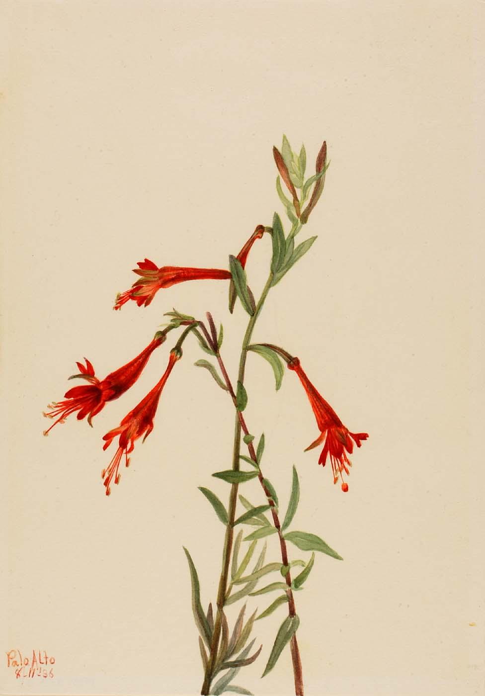 Wikioo.org - The Encyclopedia of Fine Arts - Painting, Artwork by Mary Vaux Walcott - California Fuschia (Zauschneria californica)