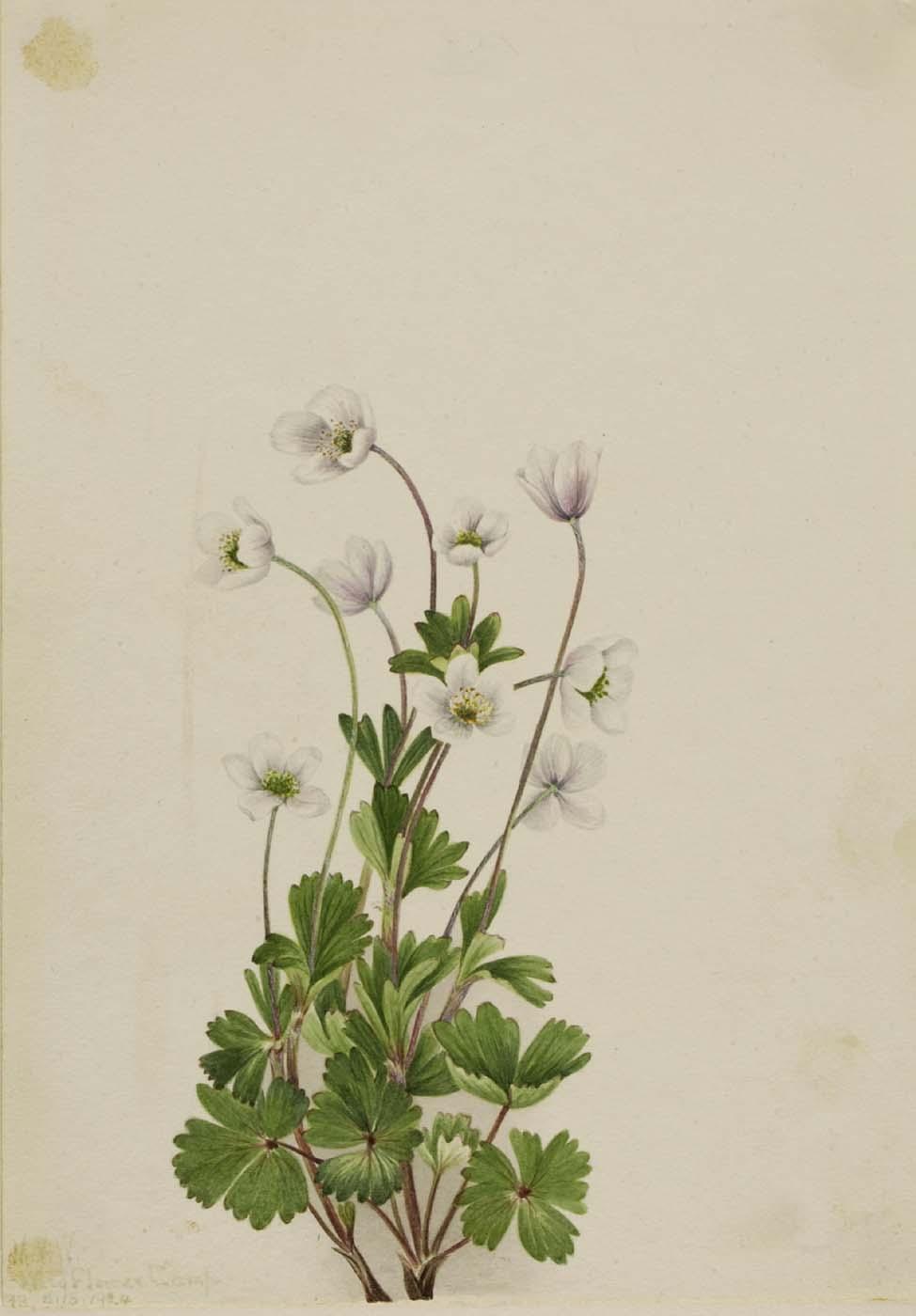 Wikioo.org - The Encyclopedia of Fine Arts - Painting, Artwork by Mary Vaux Walcott - Northern Anemone (Anemone parviflora)