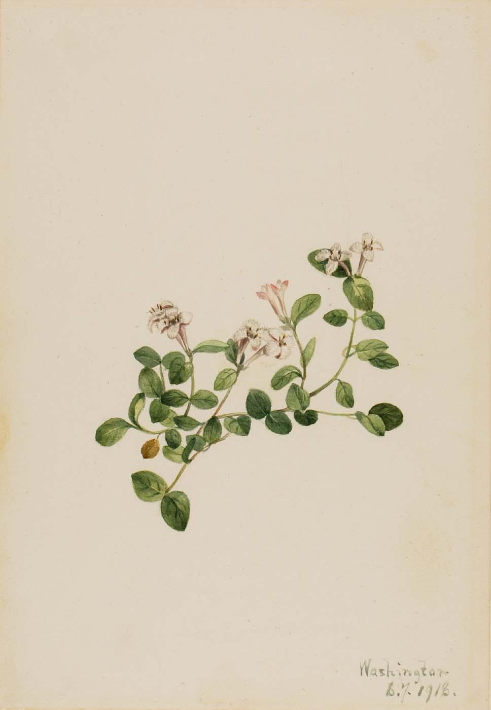 Wikioo.org - The Encyclopedia of Fine Arts - Painting, Artwork by Mary Vaux Walcott - Partridgeberry (Mitchella repena)