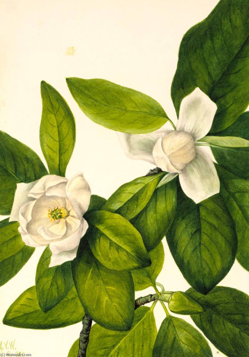 Wikioo.org - The Encyclopedia of Fine Arts - Painting, Artwork by Mary Vaux Walcott - Sweetbay (Magnolia virginiana)
