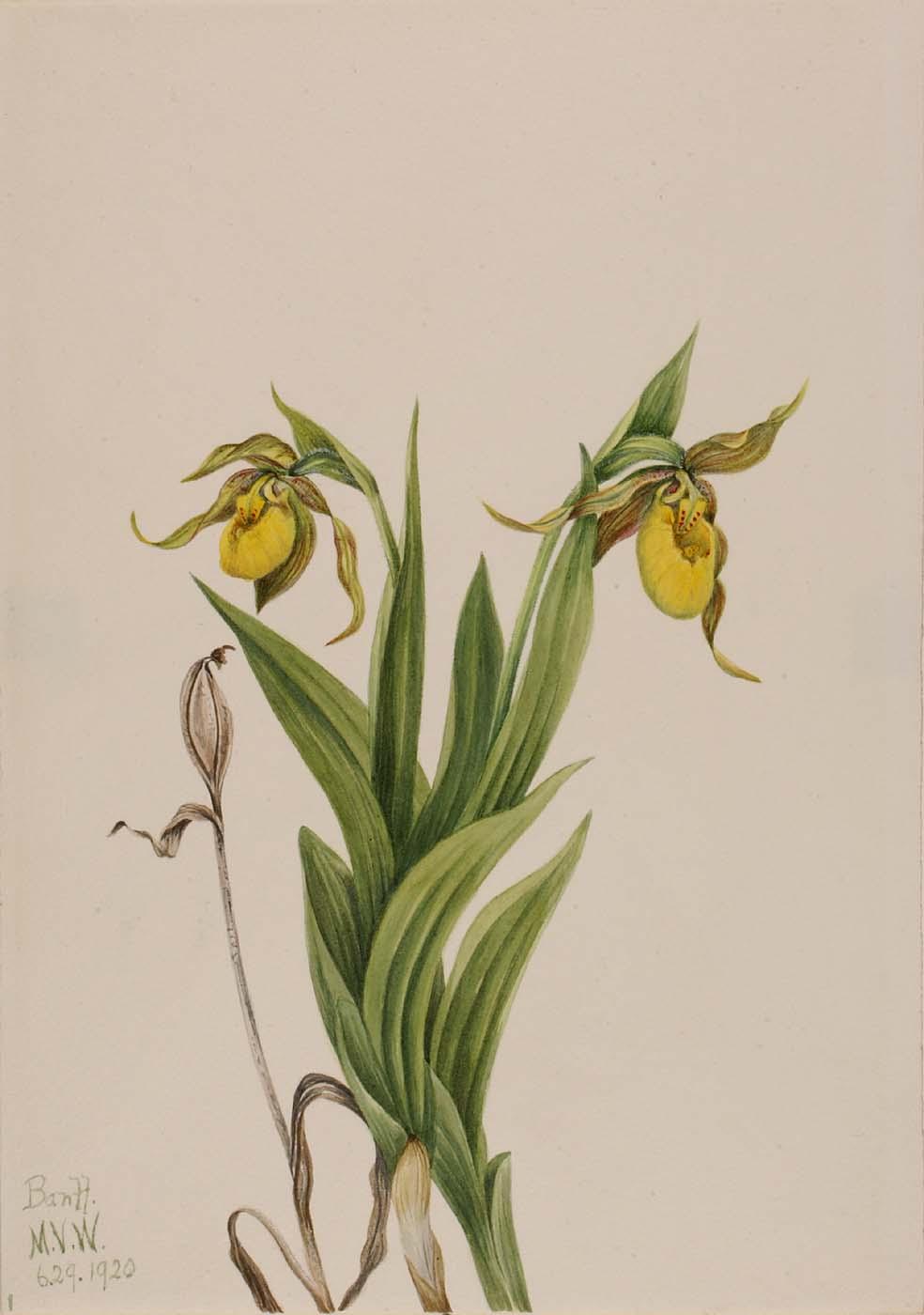 Wikioo.org - The Encyclopedia of Fine Arts - Painting, Artwork by Mary Vaux Walcott - Yellow Lady's Slipper (Cypripedium parviflorum)