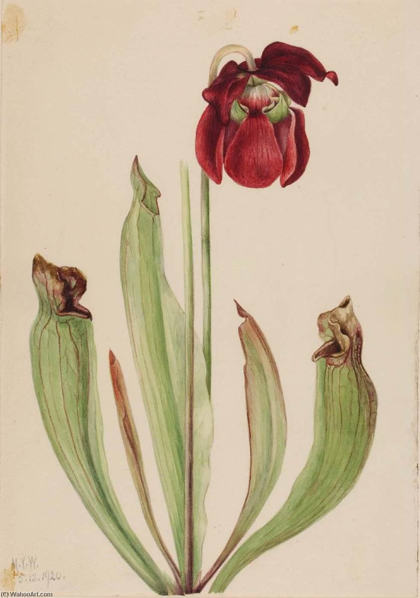 Wikioo.org - The Encyclopedia of Fine Arts - Painting, Artwork by Mary Vaux Walcott - Hybrid Pitcherplant (Sarracenia rubra xs purpurea venosa)