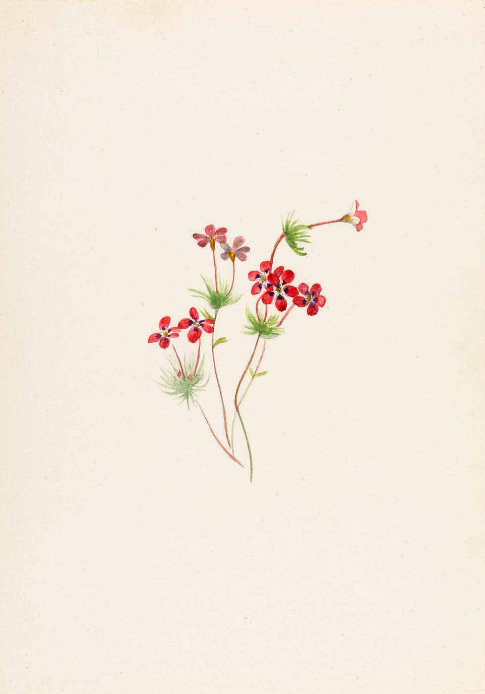 Wikioo.org - The Encyclopedia of Fine Arts - Painting, Artwork by Mary Vaux Walcott - Gilia linanthus parviflorus