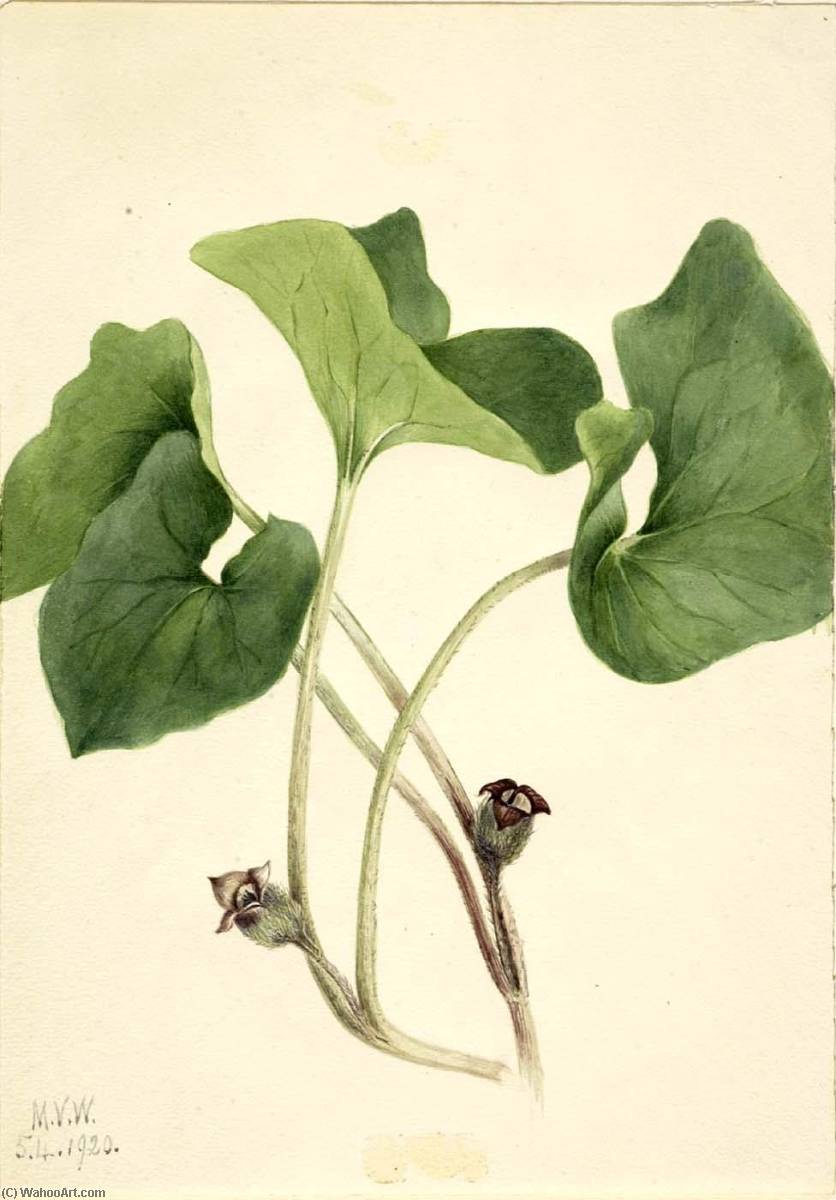 Wikioo.org - The Encyclopedia of Fine Arts - Painting, Artwork by Mary Vaux Walcott - Canada Wild Ginger (Asarum canadense)
