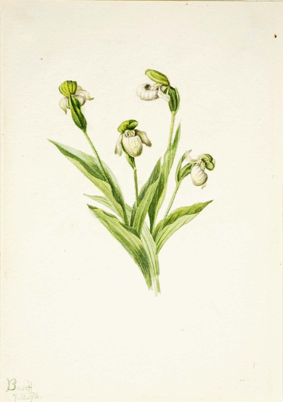 Wikioo.org - The Encyclopedia of Fine Arts - Painting, Artwork by Mary Vaux Walcott - Northern Lady's Slipper (Cypripedium passerinum)