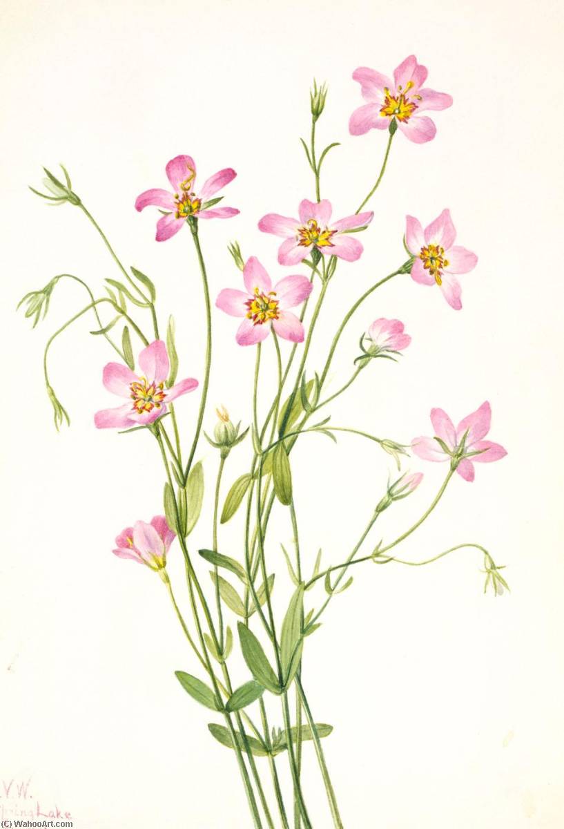 Wikioo.org - The Encyclopedia of Fine Arts - Painting, Artwork by Mary Vaux Walcott - Saltmarsh Rosegentian (Sabbatia stellaris)